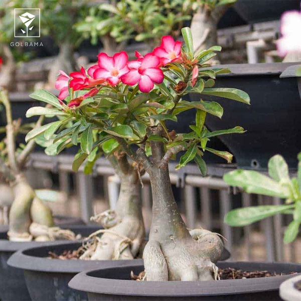 گل بونسای آدنیوم