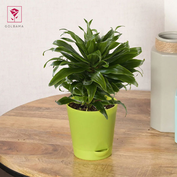 دما و رطوبت مناسب برای نگهداری از دراسنا