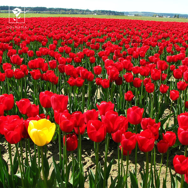 گلدهی گل لاله