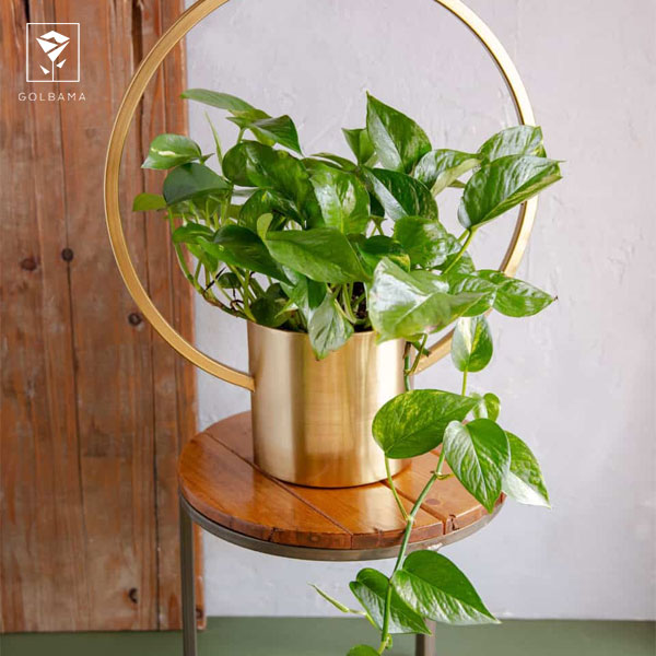 زرد شدن برگ‌های گیاه پتوس