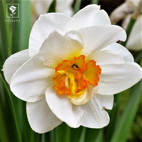 بیماری‌های گل نرگس