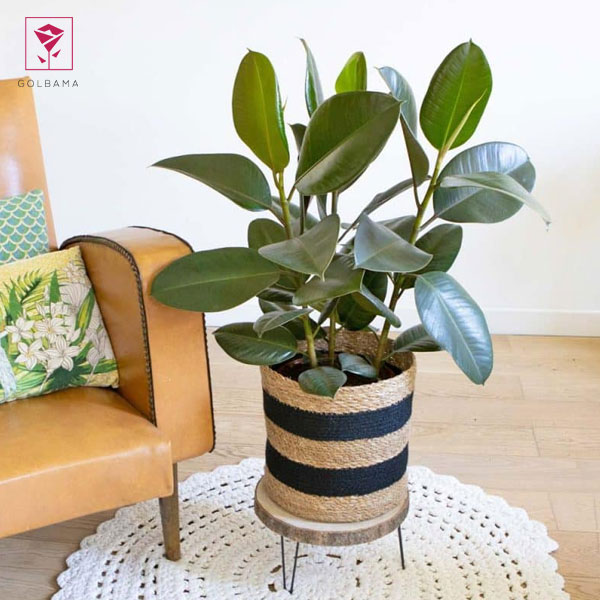 روش تکثیر فیکوس بنجامین ابلق با استفاده از قلمه فیکوس بنجامین ابلق