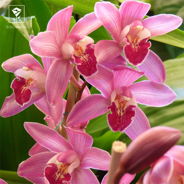 گل ارکیده وحشی