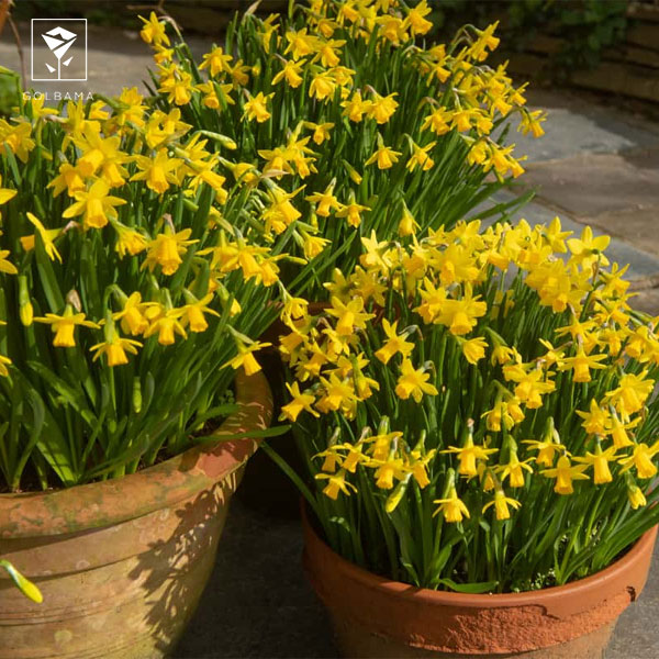 چطور ماندگاری گل نرگس شاخه‌ای در گلدان را بیشتر کنیم؟