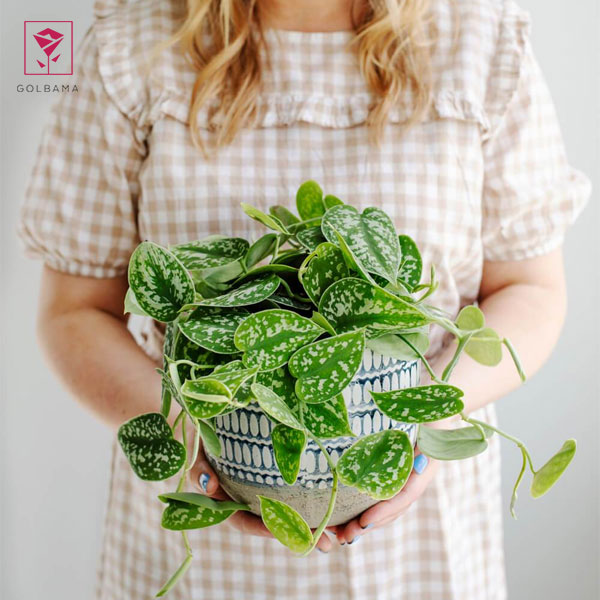 قهوه‌ای شدن برگ‌های پتوس