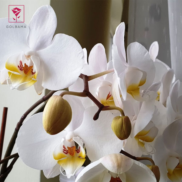 پژمرده شدن گل ارکیده