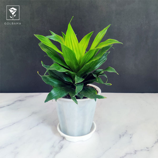 دراسنا کامپکت قیمت