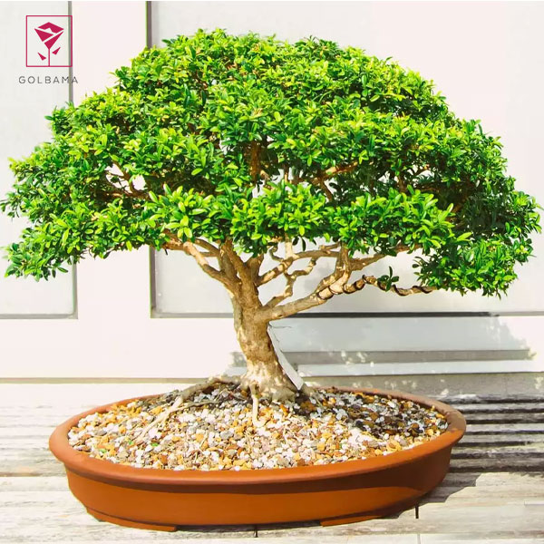 نگهداری گیاه بونسای خرفه ای