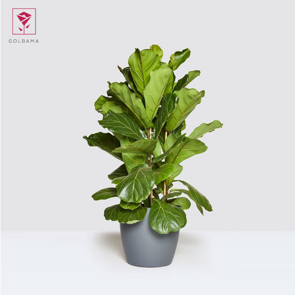 فروش گل لیراتا: گل لیراتا قیمت