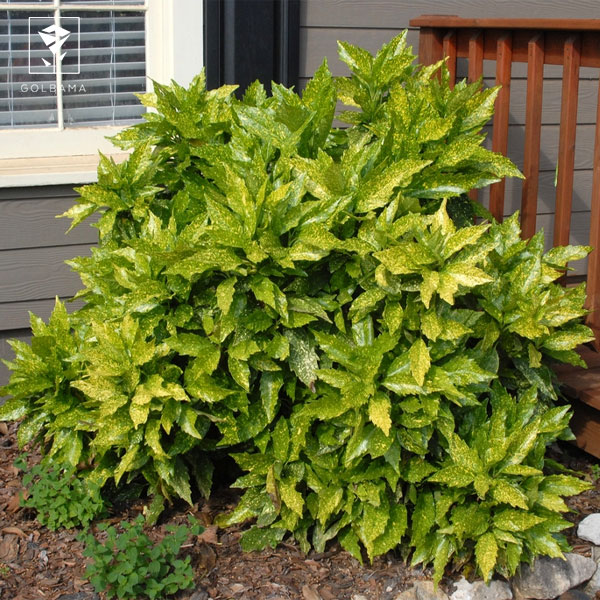 نگهداری بونسای شمشاد ژاپنی