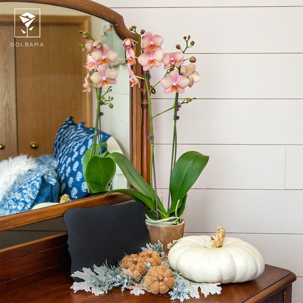 بیمار‌ی‌های گل ارکیده