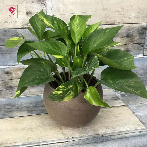 لکه‌های سیاه روی برگ‌های پوتوس