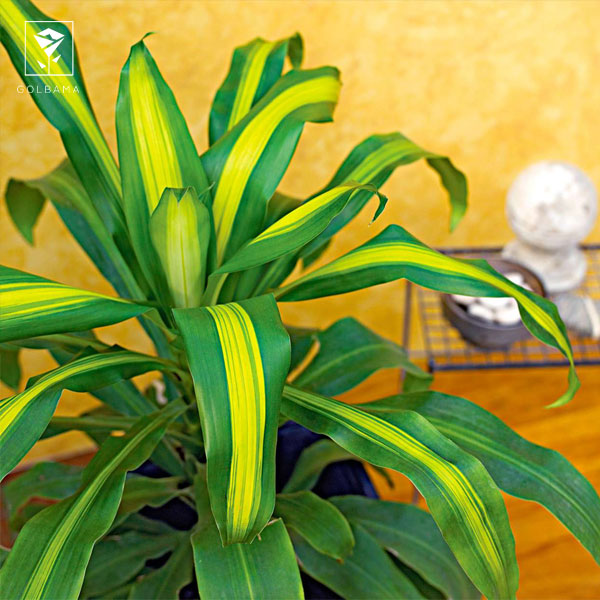 دراسنا ابلق