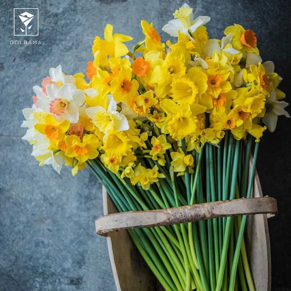 چگونه از پژمرده شدن گل نرگس جلوگیری کنیم؟