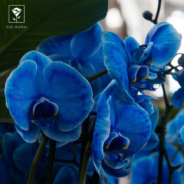 دلیل دوم،‌ تغییرات دمایی در محیط نگهداری از گل ارکیده