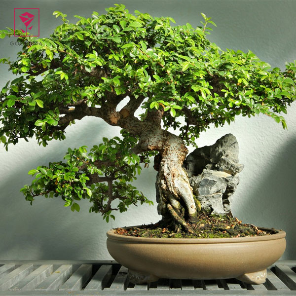 خرید بونسای