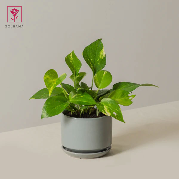 نگهداری از پتوس در آب