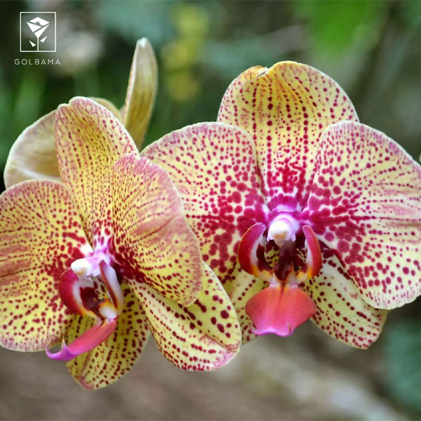 دلیل سوم، تغییرات رطوبتی