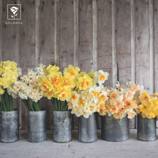 خرید گل نرگس از گل فروشی آنلاین گل باما