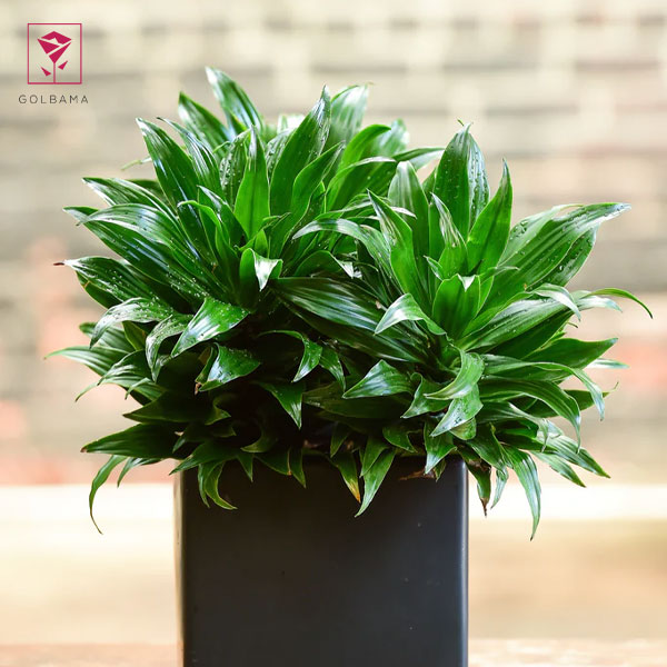 دراسنا کامپکت ابلق