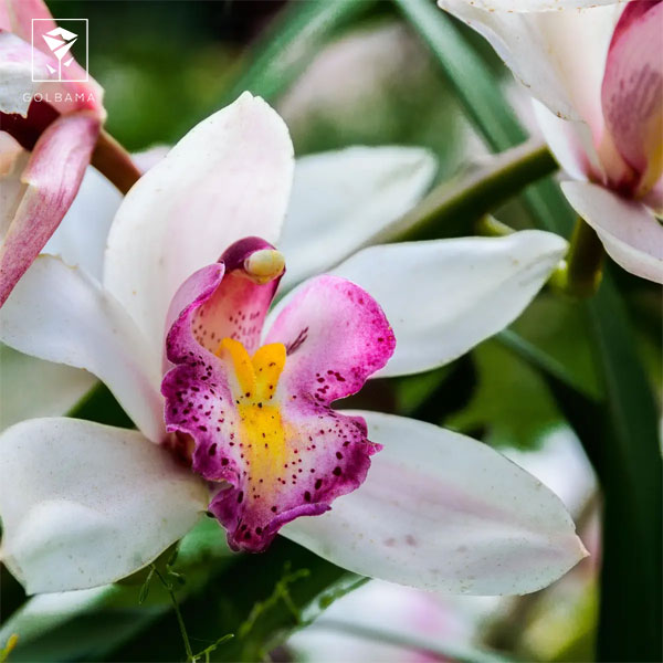 دلیل چهارم،‌ آبیاری