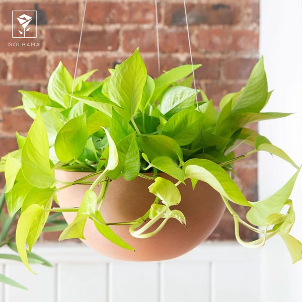 شیشه ، گلدان یا بتری شیشه‌ای مناسب انتخاب کنید