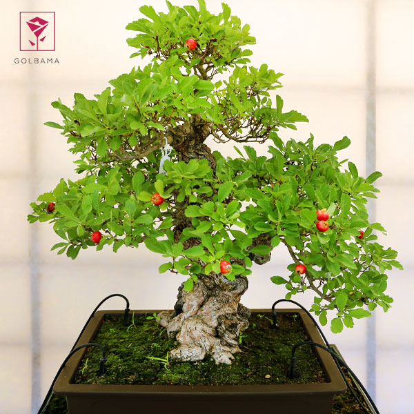 چگونه از گل بونسای نگهداری کنیم: روش نگهداری از گل بونسای برای مبتدی‌ها