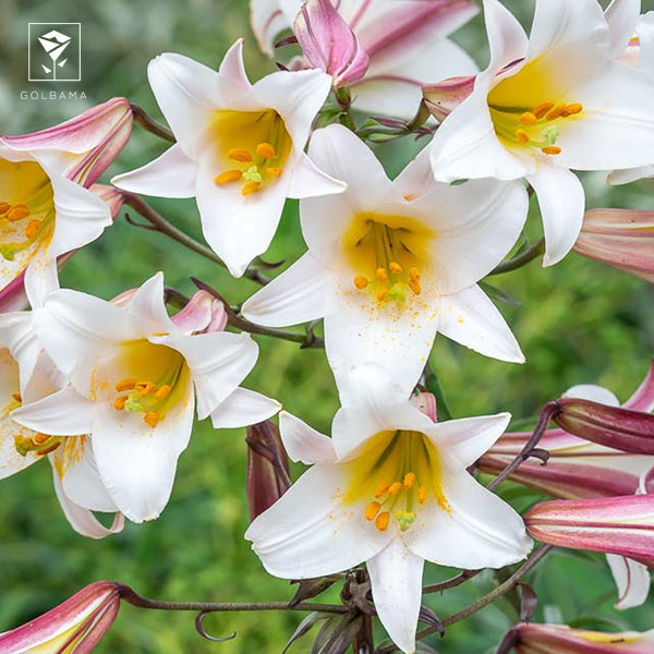 ویژگی های گل لیلیوم