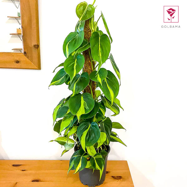 انواع اسکاندیس: اسکاندیس ابلق