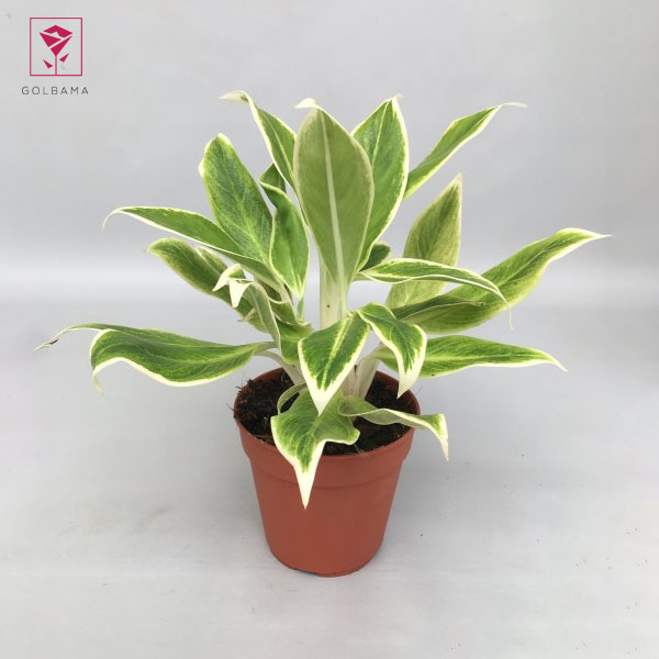 آگلونما لب ماتیکی