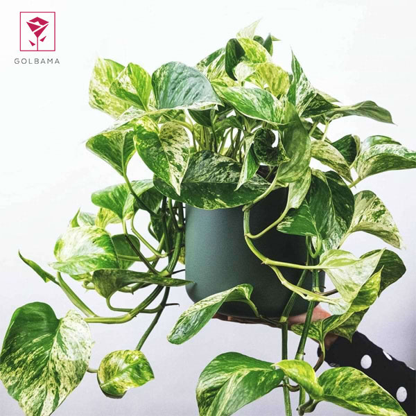 نگهداری از پتوس ابلق