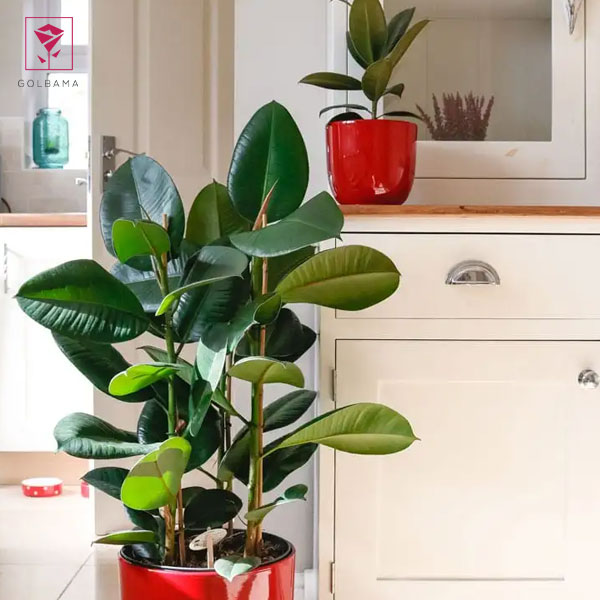  انواع فیکوس چیست؟