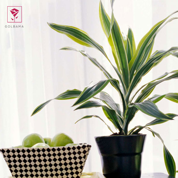 دراسنا بلالی ابلق