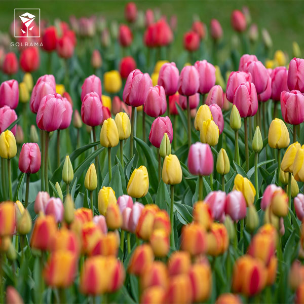 گل لاله، مسافری از آسیای مرکزی