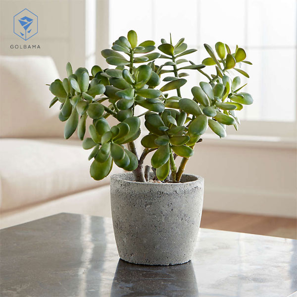 گیاه یشم (Jade Plant)