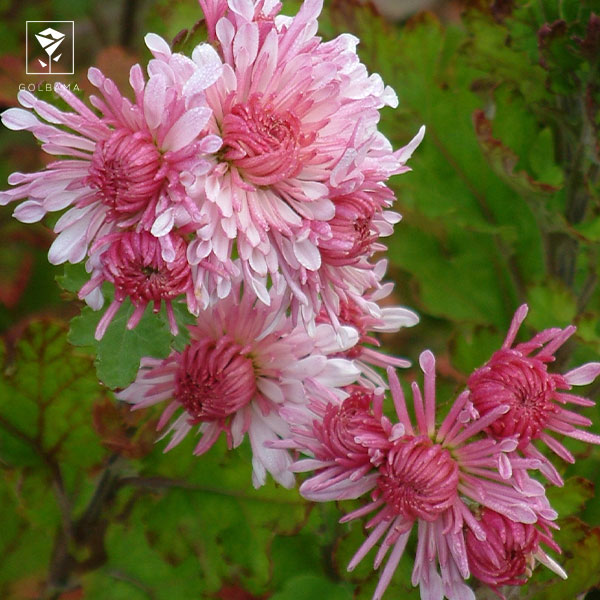 انواع گل داوودی