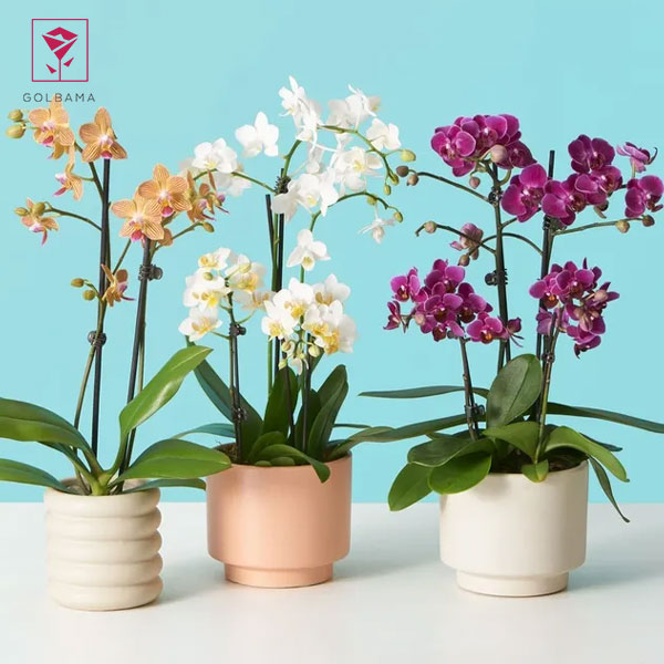 نگهداری شاخه گل ارکیده