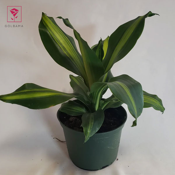 قیمت دراسنا ابلق