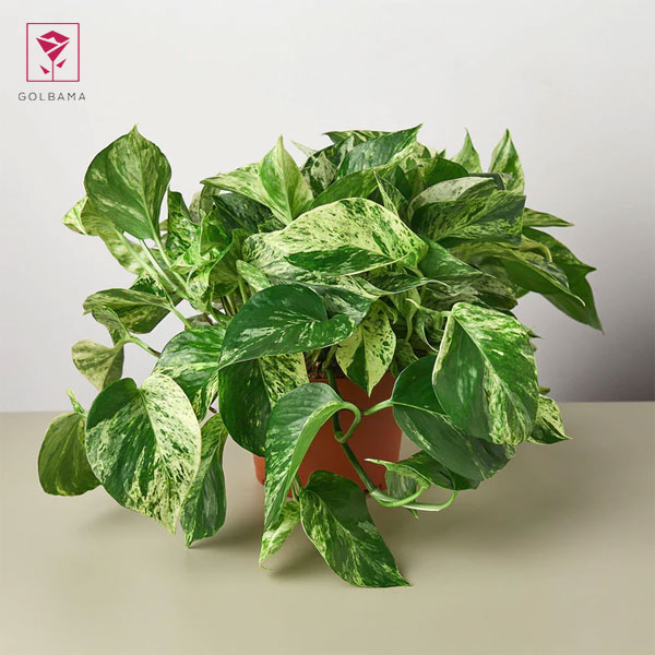 اضافه کردن کود به آب