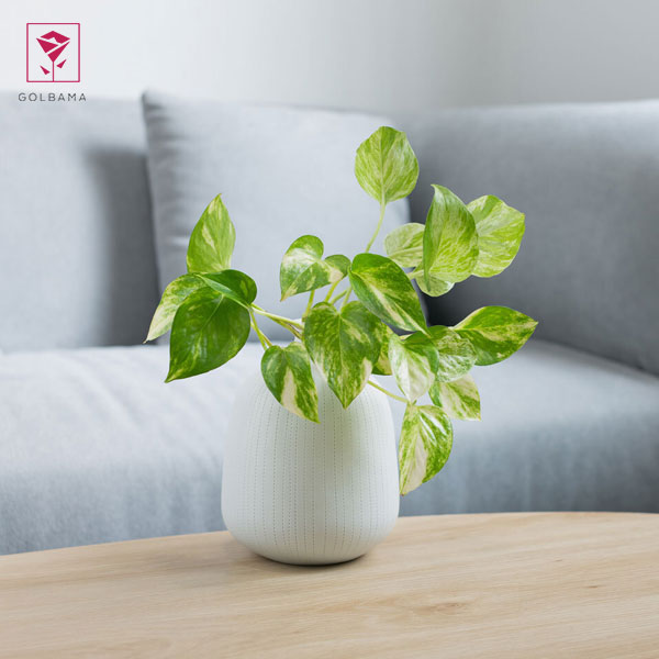 قرار دادن گیاه در آب