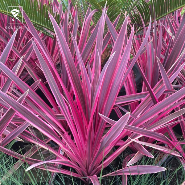 دراسنا صورتی چیست؟