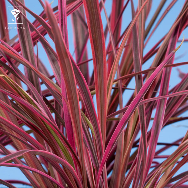 قیمت دراسنا صورتی