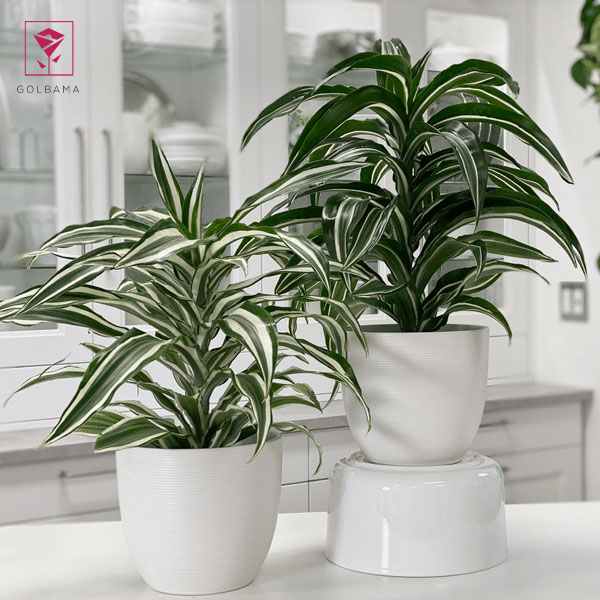 آیا گیاه دراسنا گل می‌دهد؟