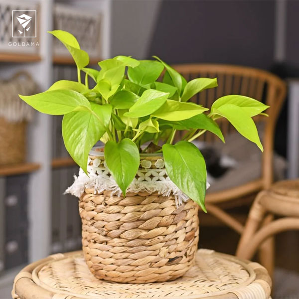 مطمئن شوید ریشه‌ها زیر سطح آب باشند