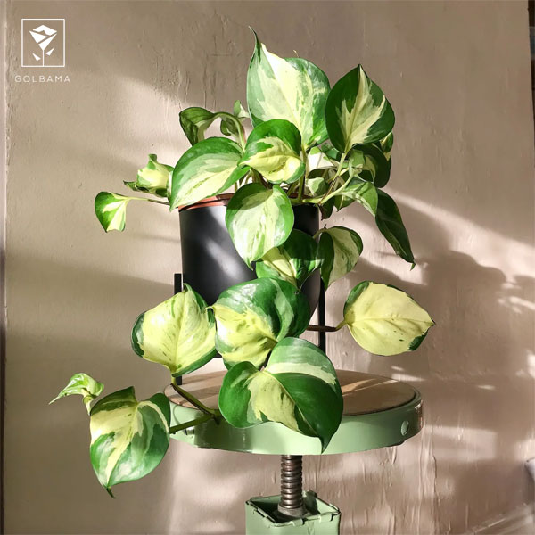 مشکلات نگهداری پتوس در آب