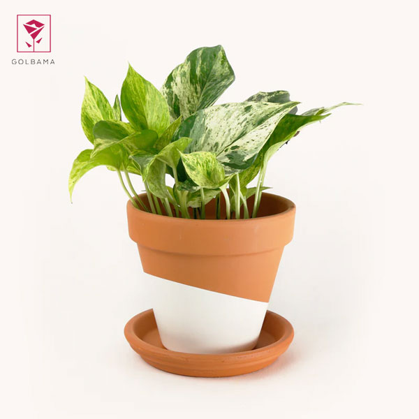 گل پتوس در فنگ شویی