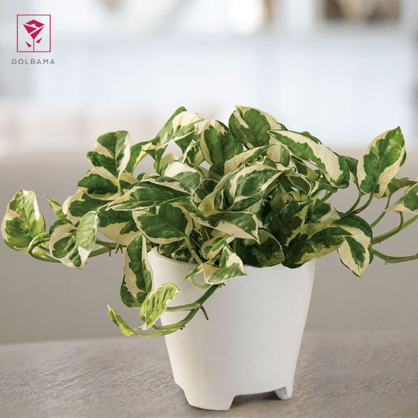 فواید گل پتوس