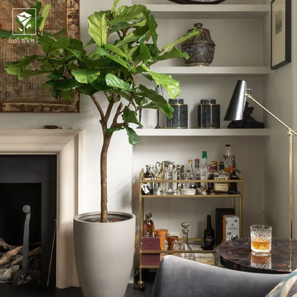 انواع گل فیکوس: فیکوس لیراتا