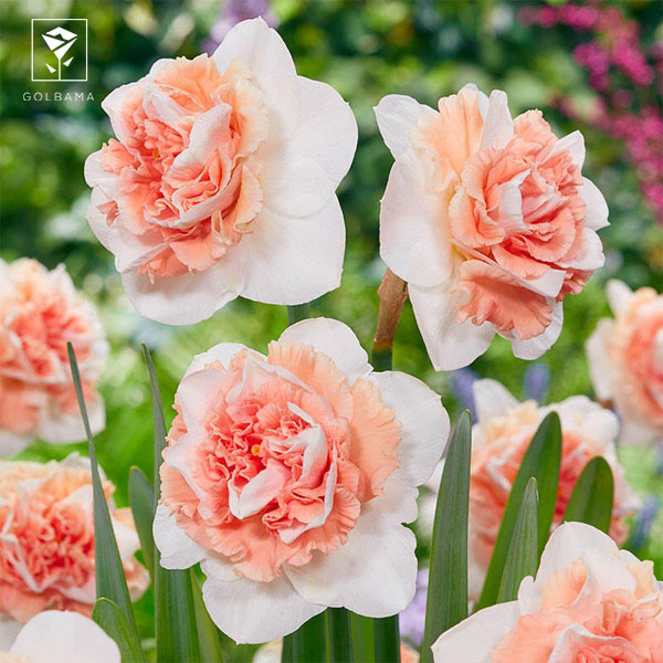 معانی گل نرگس: 1. خلاقیت