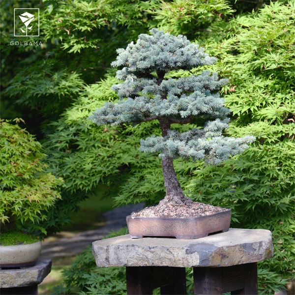 بونسای آپارتمانی و غیرآپارتمانی